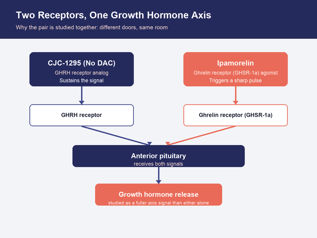 CJC-1295 vs Ipamorelin: Mechanisms & Why They're Studied Together