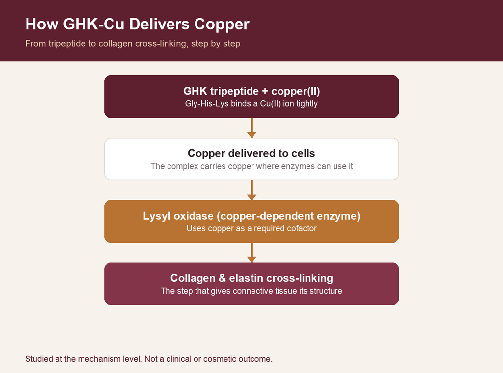 ghk-cu copper peptide hair growth mechanism scientific studies Research Overview: Mechanism, Classification & Bpc 157 Capsules -