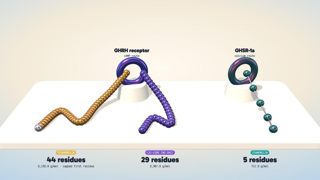 Three bead chains drawn to scale for tesamorelin, CJC-1295 and ipamorelin, showing residue count, molecular weight and the receptor each one targets