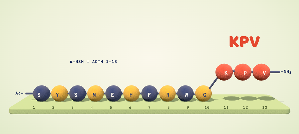 13-residue α-MSH chain, with the final three, KPV, lifted out