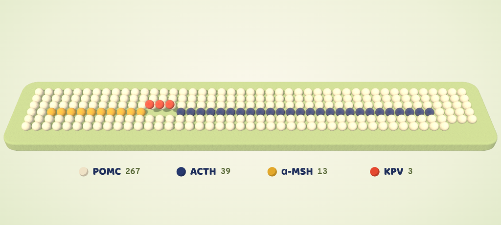Grid of the 267-residue POMC precursor, marking the ACTH, α-MSH and KPV stretches inside it