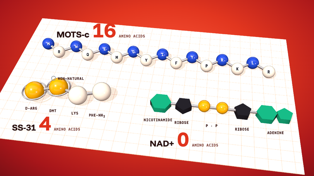 MOTS-c as a 16-bead amino-acid chain, SS-31 as a four-bead chain and NAD+ as two nucleotide units joined by phosphates.